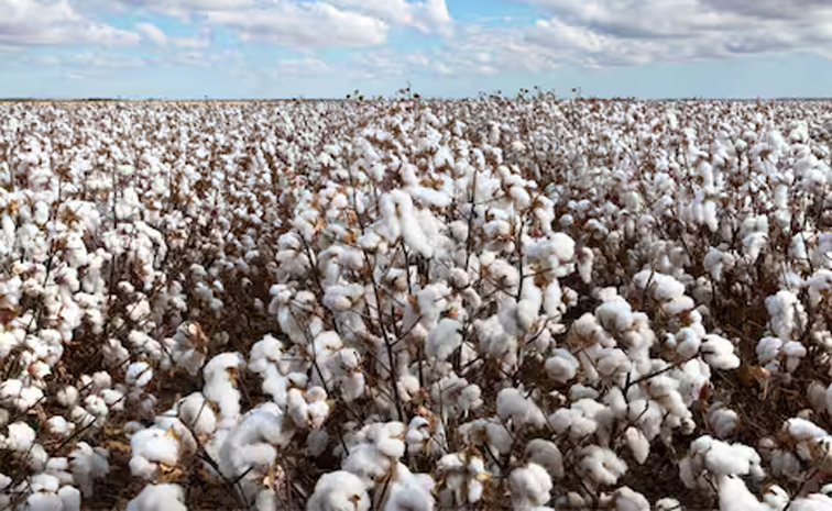 cotton-main.jpg