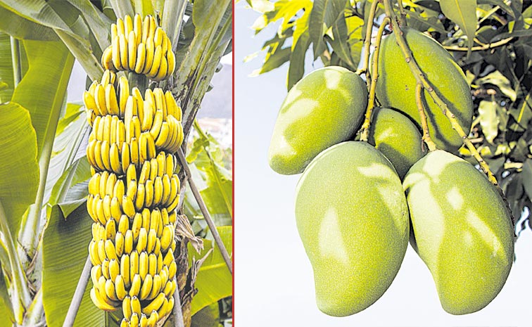 BANANA22.jpg