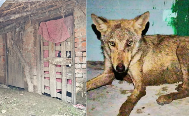wolf-main.jpg