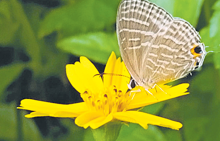 butterfly.jpg