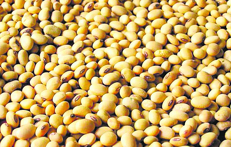 soya.jpg