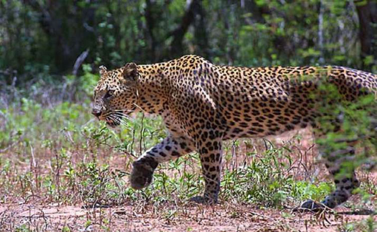 Leopard.jpg