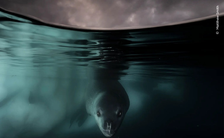 Wildlife_20photographer_20of_20the_20year_202024_20winners_20and_20their_20pictures_20Photos_20_282_29.jpg 2