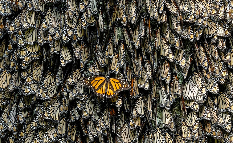 Wildlife_20photographer_20of_20the_20year_202024_20winners_20and_20their_20pictures_20Photos_20_288_29.jpg 8