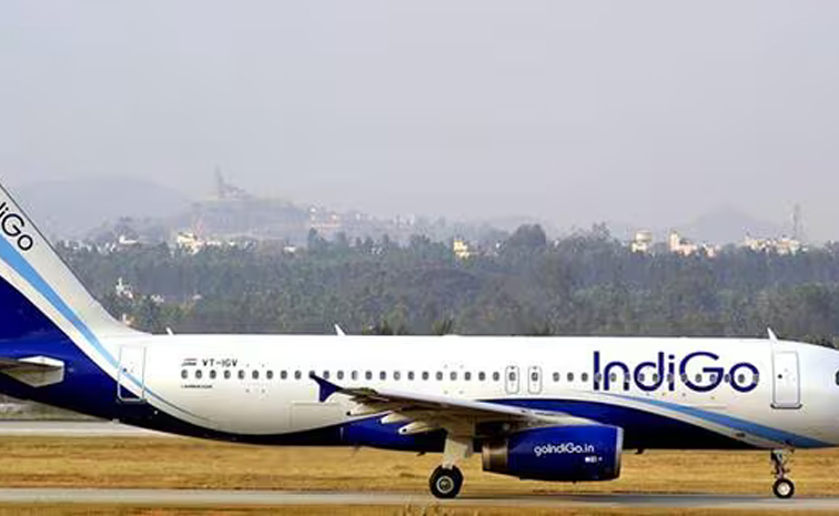 indigo.jpg