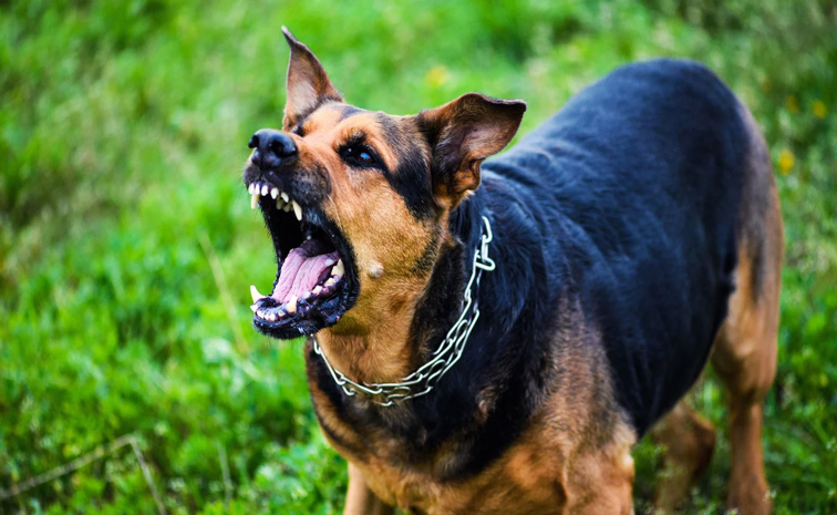 dog.jpg