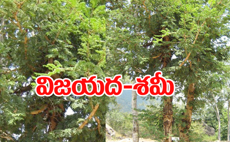 jammi-chettu2.jpg