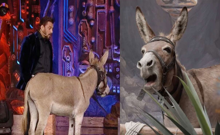 biggbossdonkey.jpg