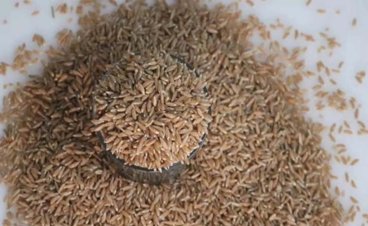 wheat.jpg