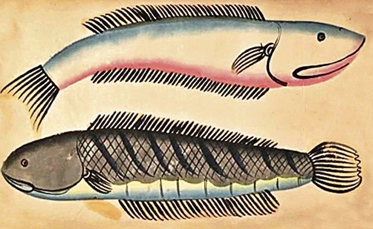 Hilsa_20fish_0.jpg