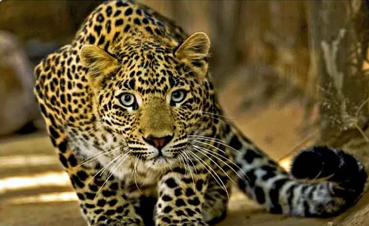 cheetah.jpg