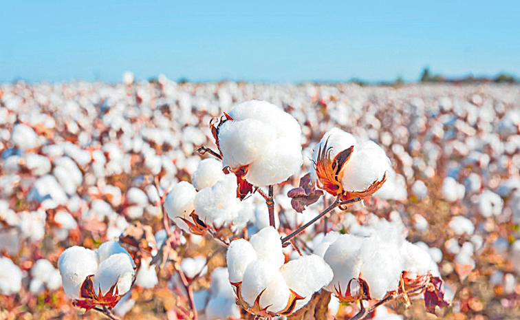 COTTON1.jpg