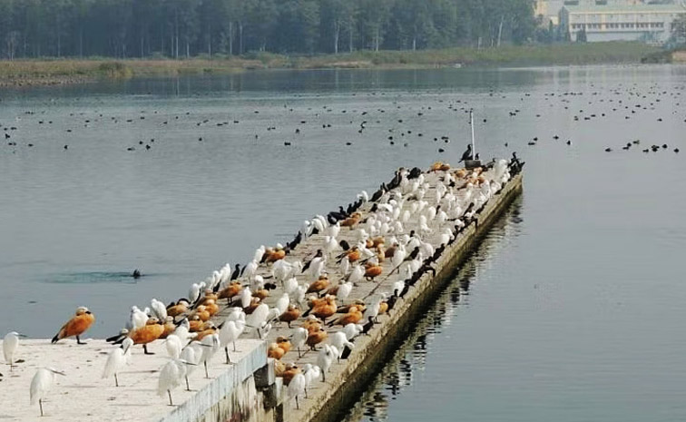 birds.jpg