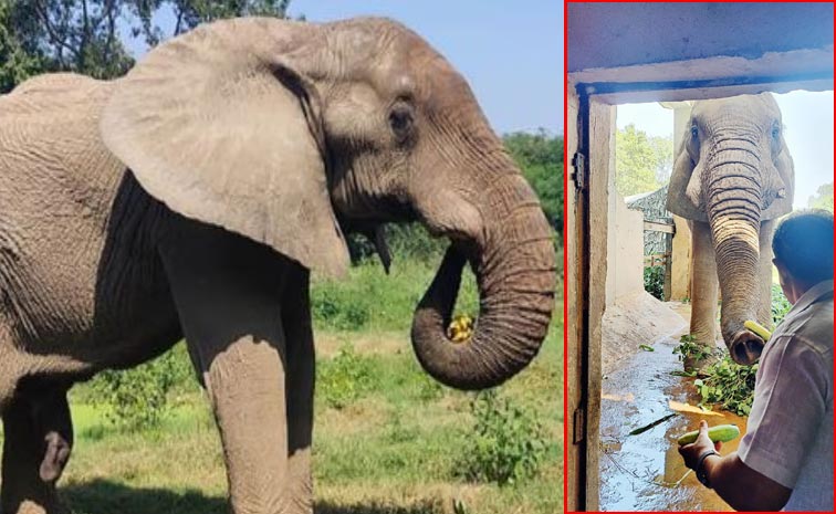 elephant.jpg