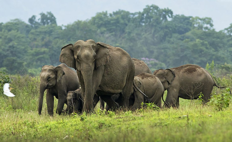 elephants-main.jpg