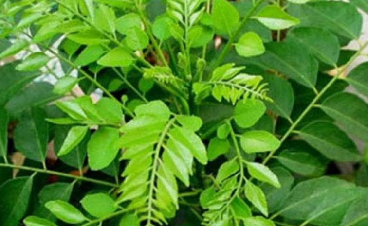 CURRYLEAVES.jpg