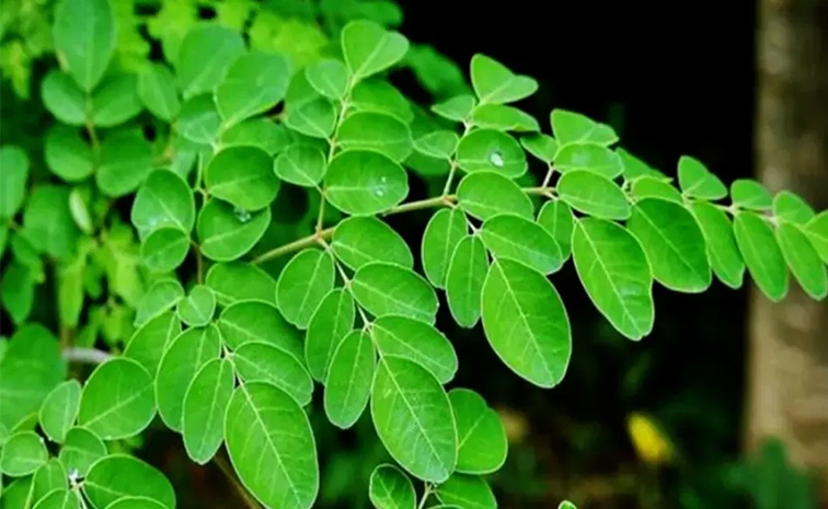 Moringa_benefits.jpg