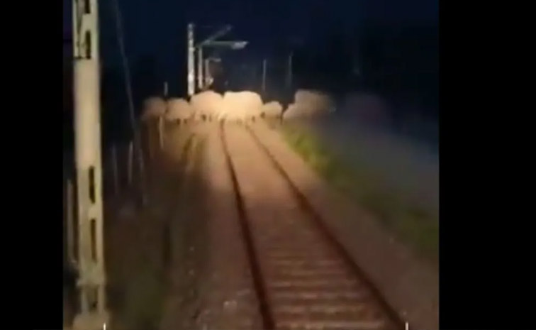 elephants.jpg