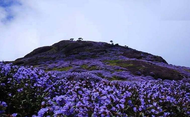 flower.jpg