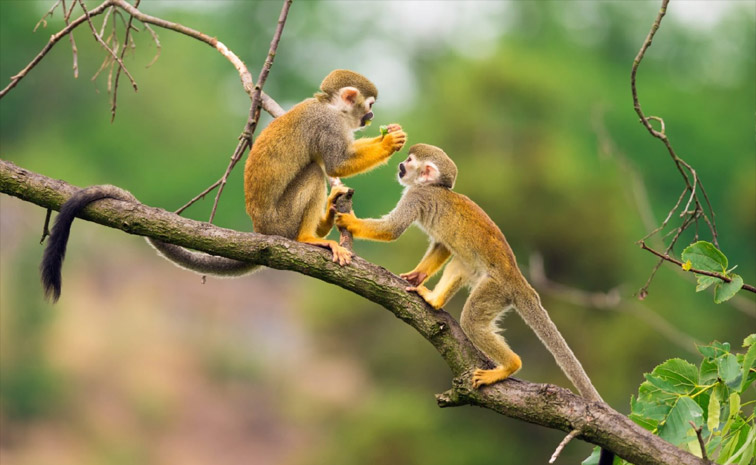 monkey.jpg