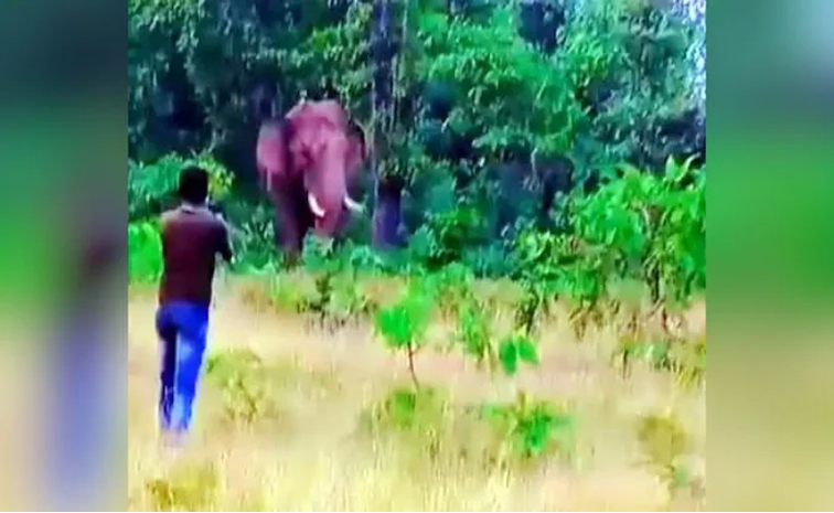 elephant.jpg