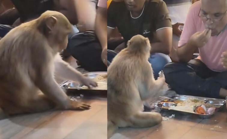 monkey.jpg