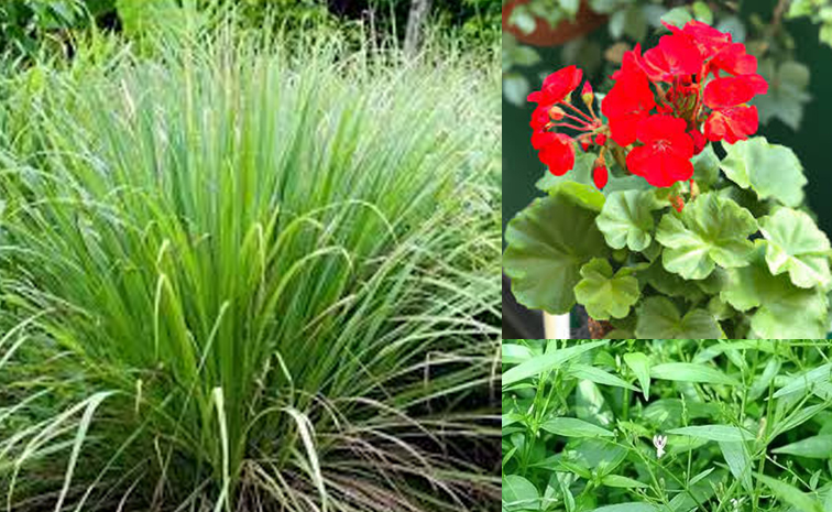 MedicinalPlants.jpg