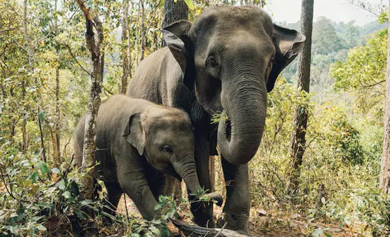 elephant-2.jpg