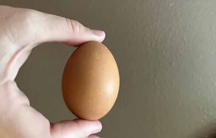 egg.jpg