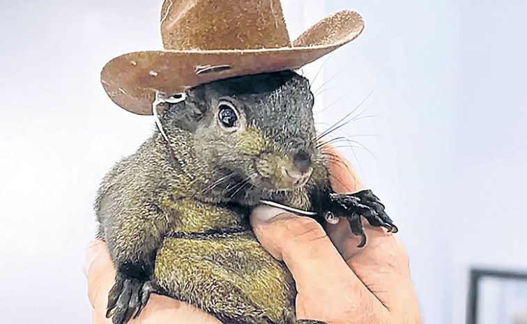 SQUIRREL.jpg