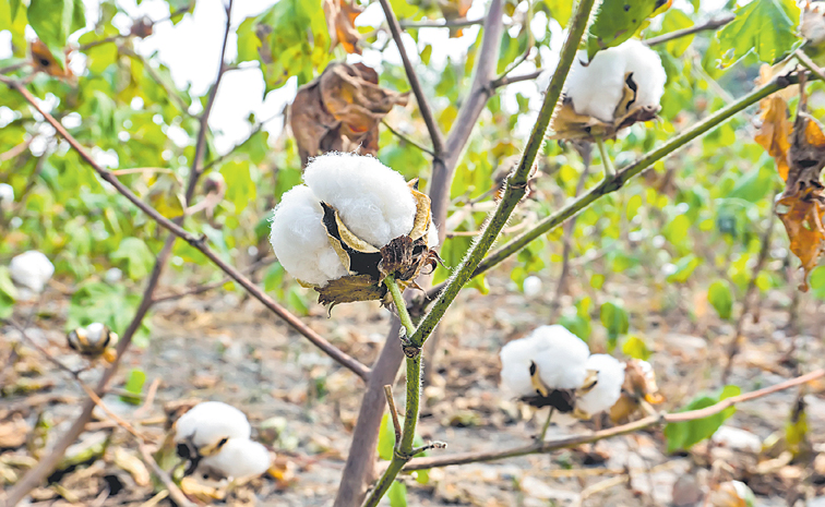 cotton.jpg