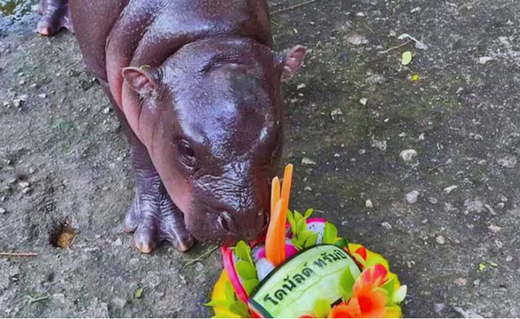 hippo.jpg