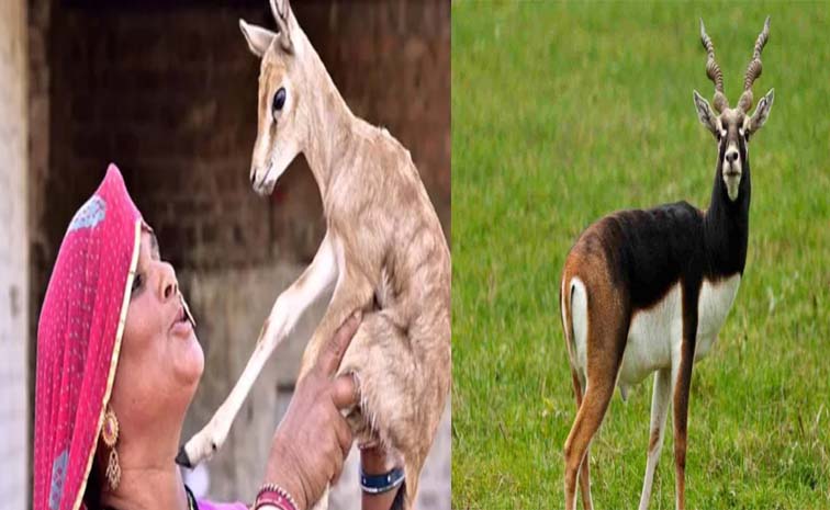 Deer.jpg
