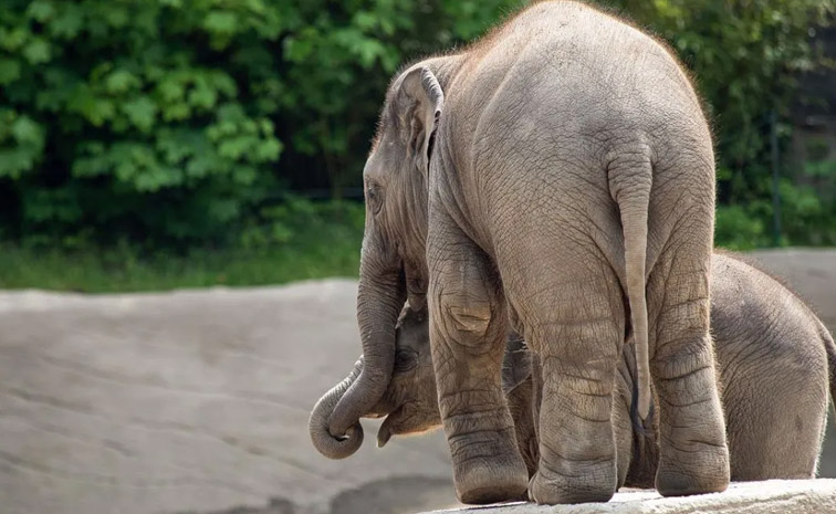 elephants.jpg