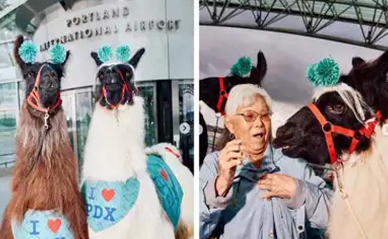 lama1.jpg