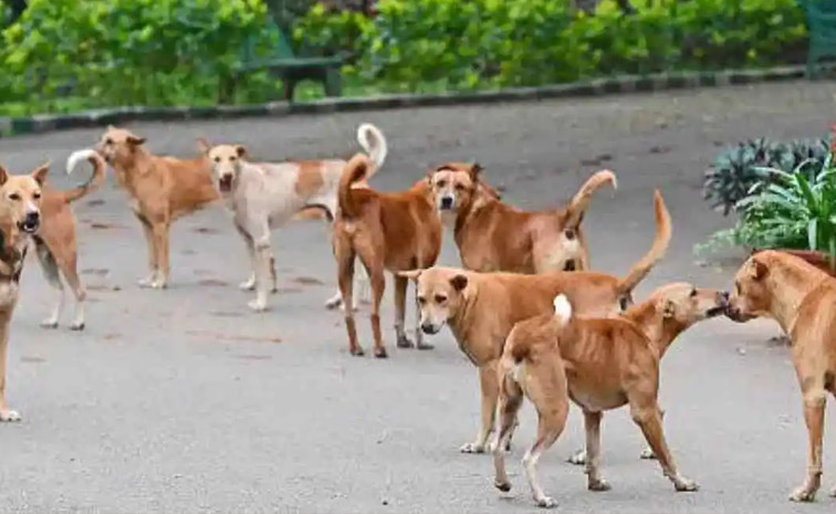 street-dogs.jpg