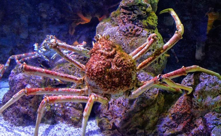 japanise-spidercrab.jpg