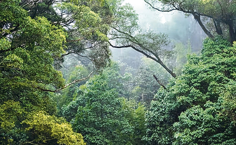 ANIIDCO_20project_trees.jpg