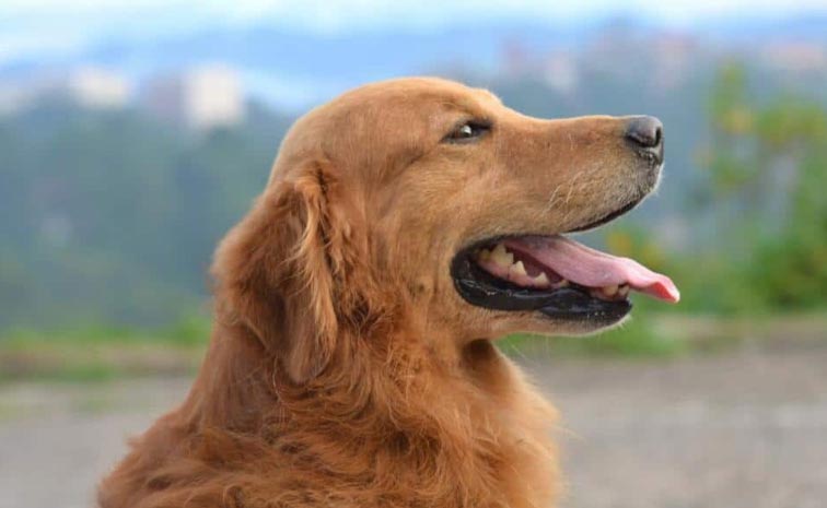 dog_1.jpg