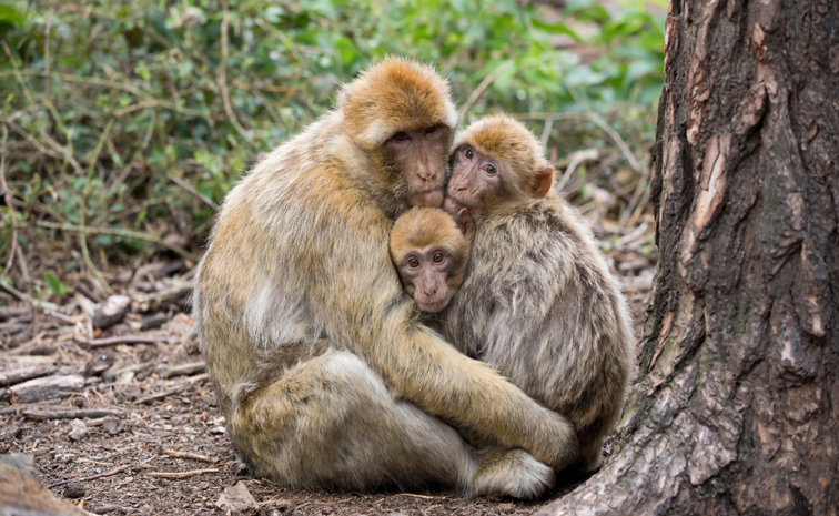 monkey.jpg