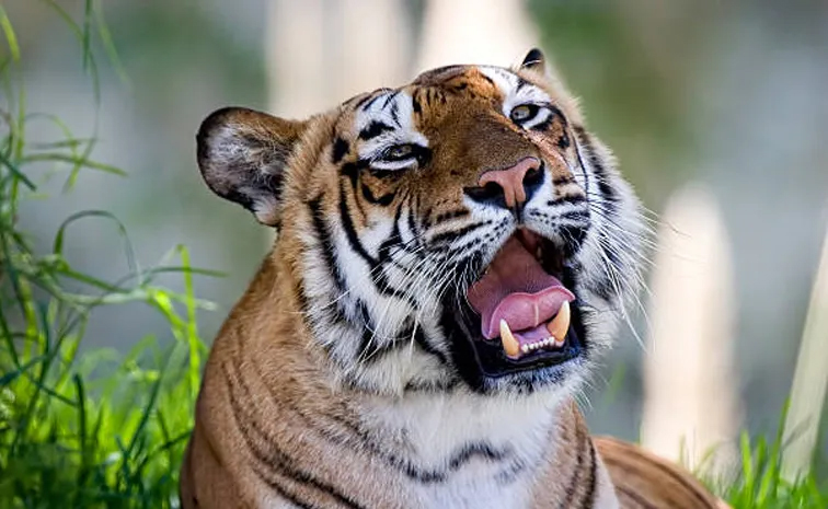 tiger.jpg