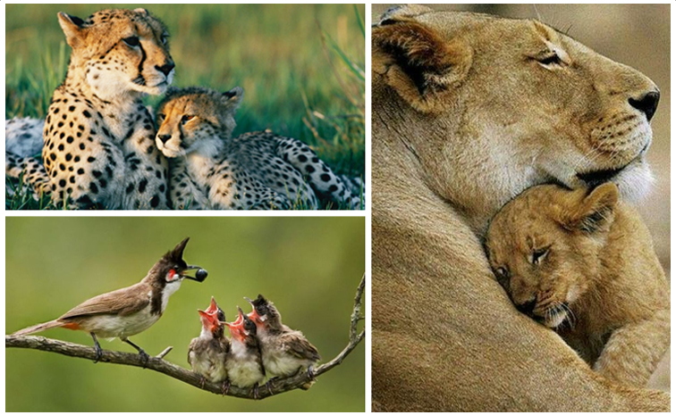 Animals-Mothers-Love-Babies_Atmakuru-Rural.jpg