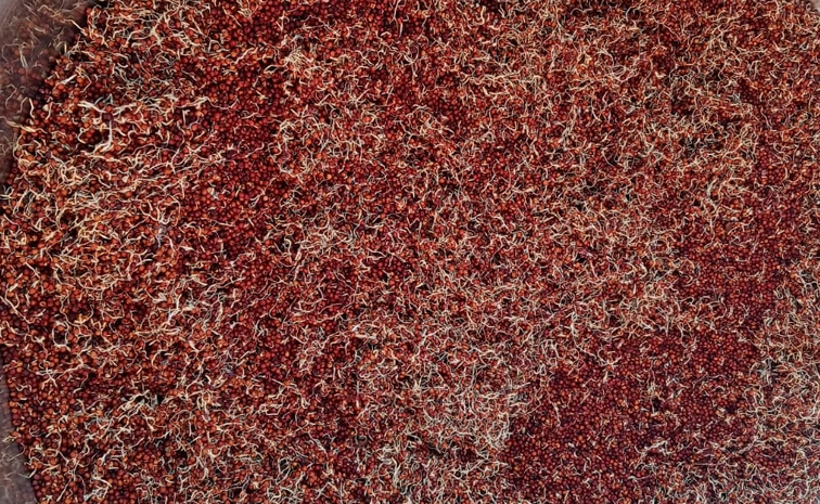 Sprouted_20Ragi.jpg
