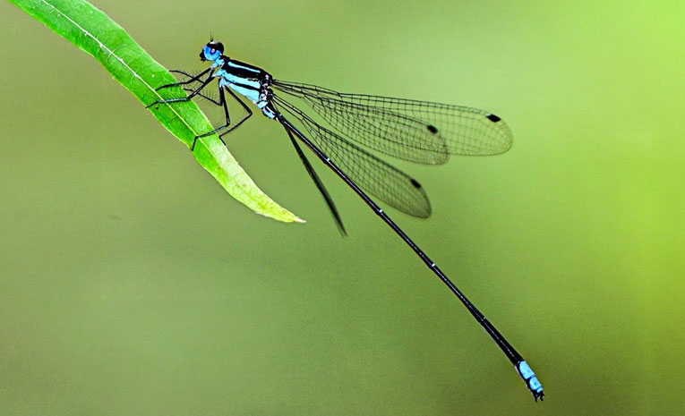 damselfly-new-species.jpg