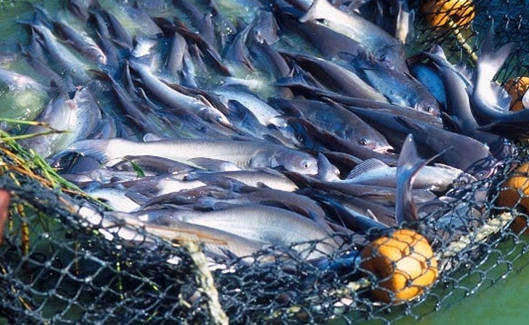 fish-_20feeding.jpg