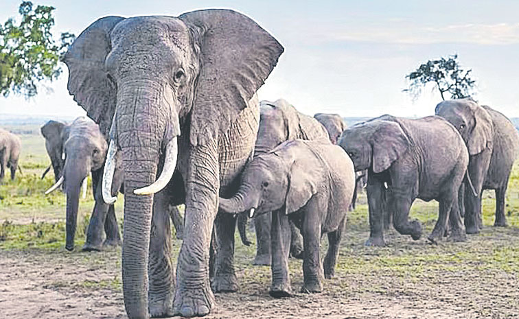 Elephants.jpg