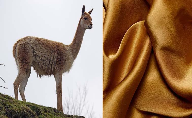 camel.jpg