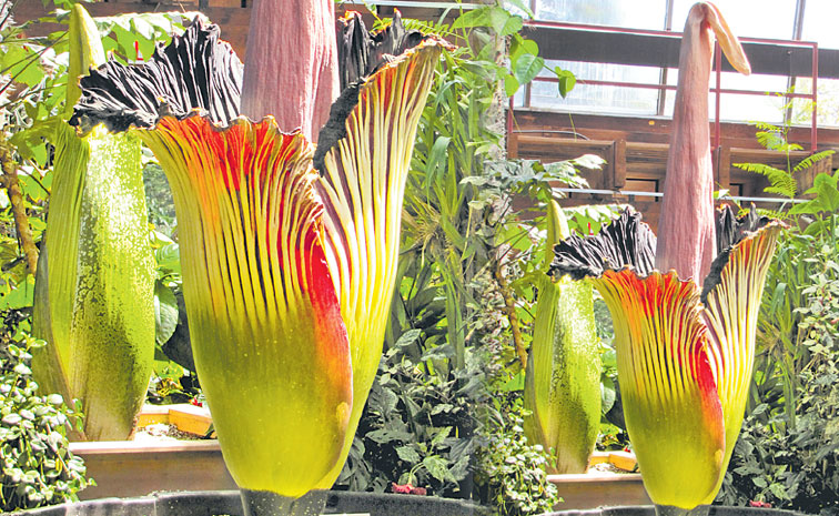 corpse-flower.jpg