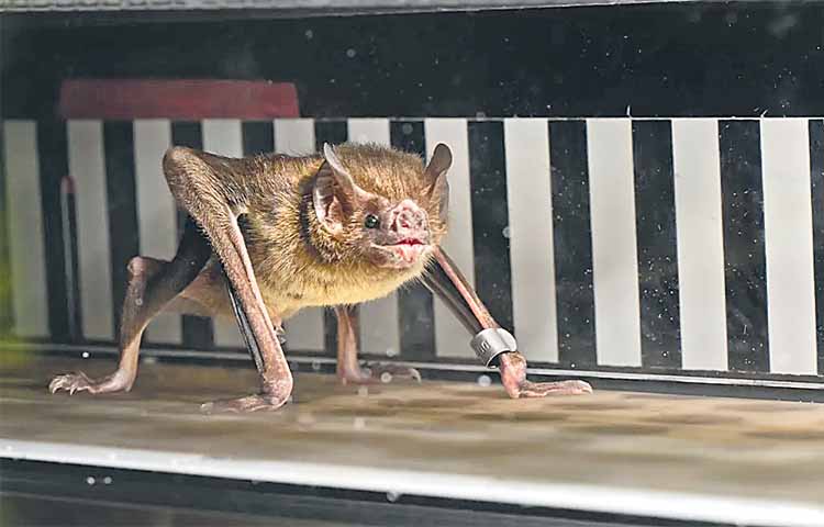 bat.jpg