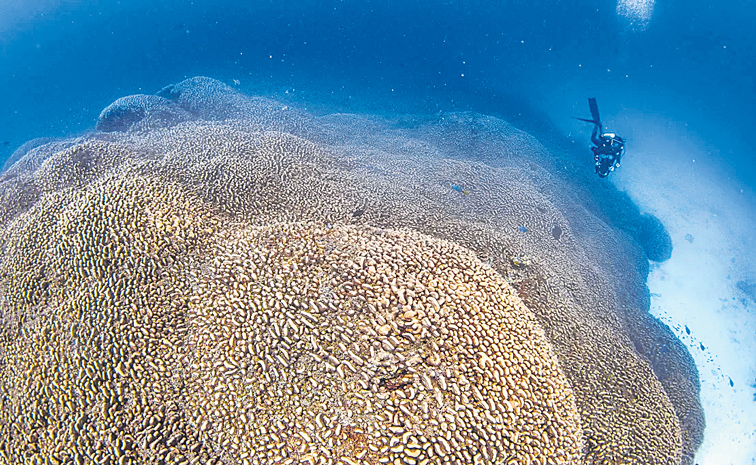 CORAL.jpg